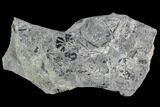 Bargain, Pennsylvanian Fossil Horsetail Plate - Kentucky #112897-1